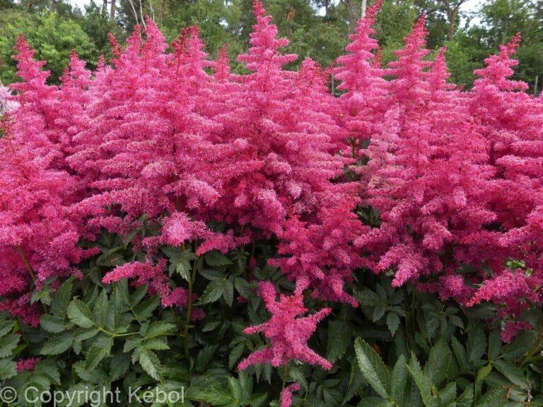Astilbe Big Band