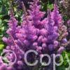 Astilbe Black Pearls