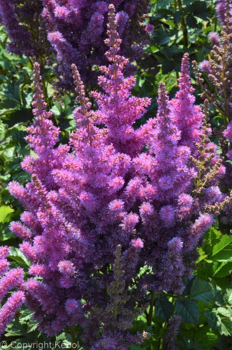 Astilbe Black Pearls