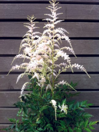 Astilbe Darwin's Snow Sprite - bag