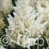 Astilbe Happy Day