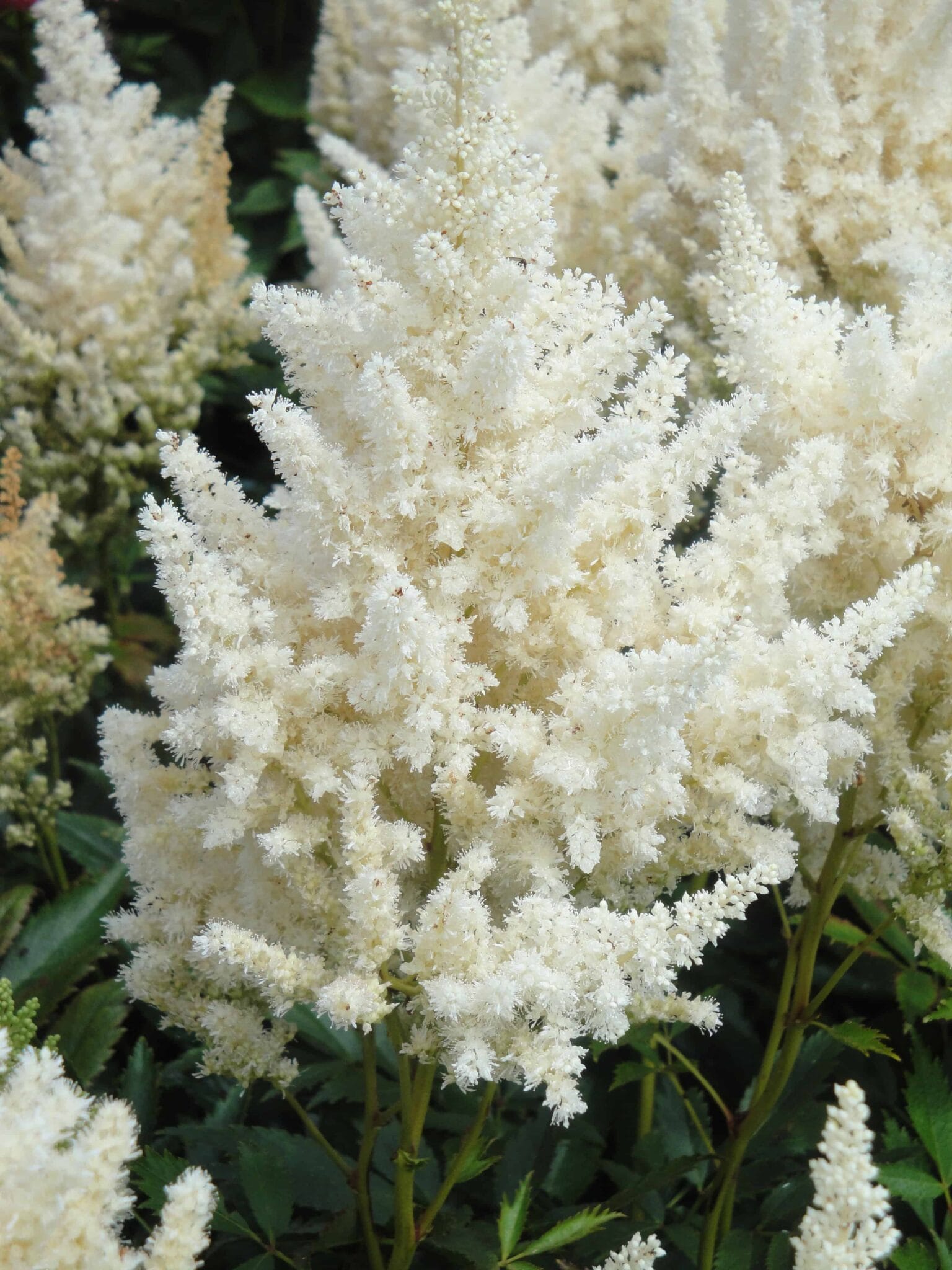 Astilbe Happy Day