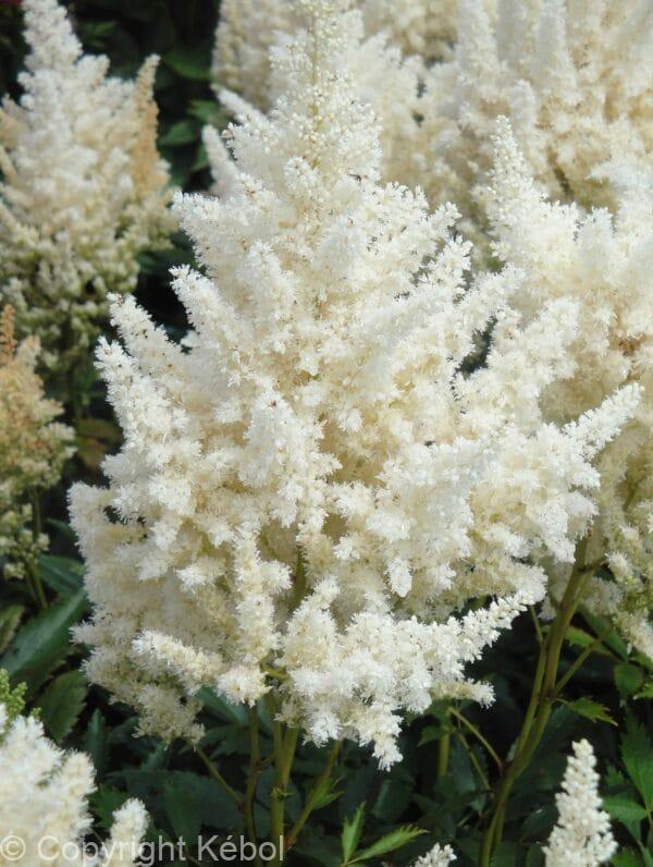 Astilbe Happy Day