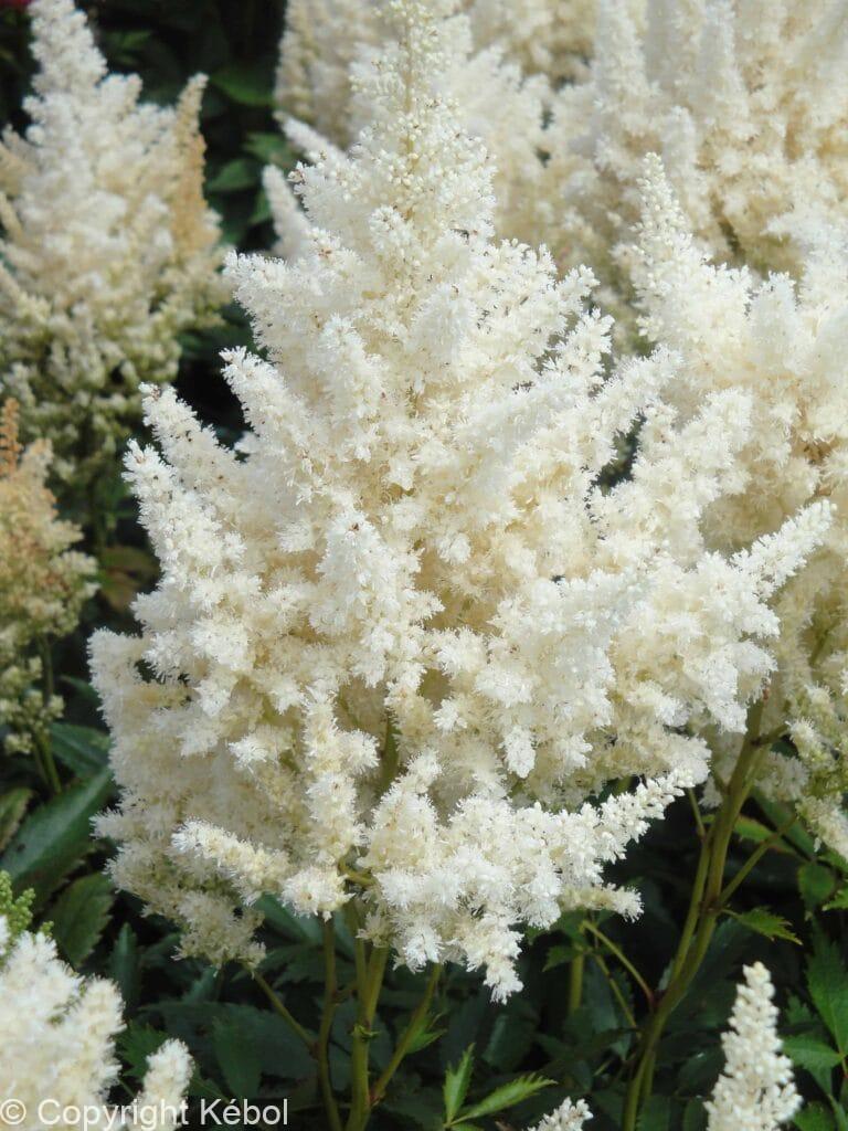 Astilbe Happy Day