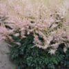 Astilbe Hennie Graafland