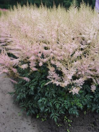 Astilbe Hennie Graafland - bag
