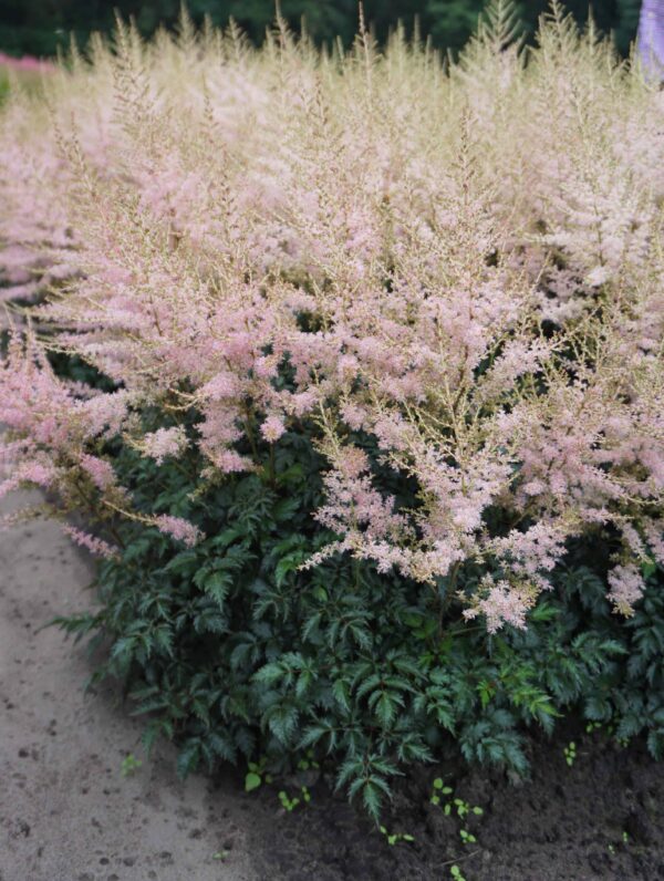 Astilbe Hennie Graafland