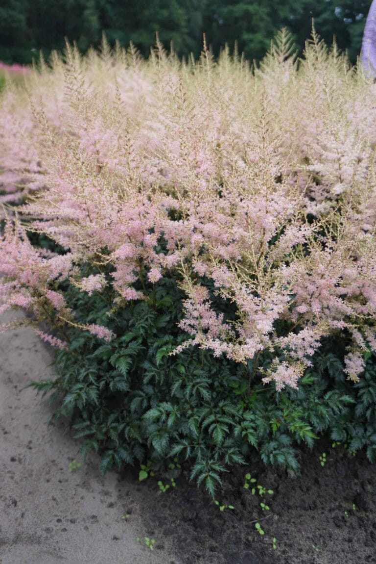 Astilbe Hennie Graafland