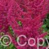 Astilbe Hot Pearls ® PBR