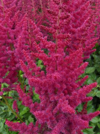 Astilbe Hot Pearls