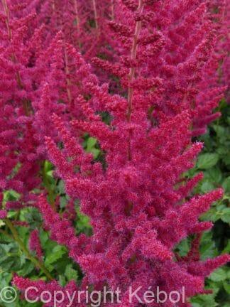 Astilbe Hot Pearls - bag