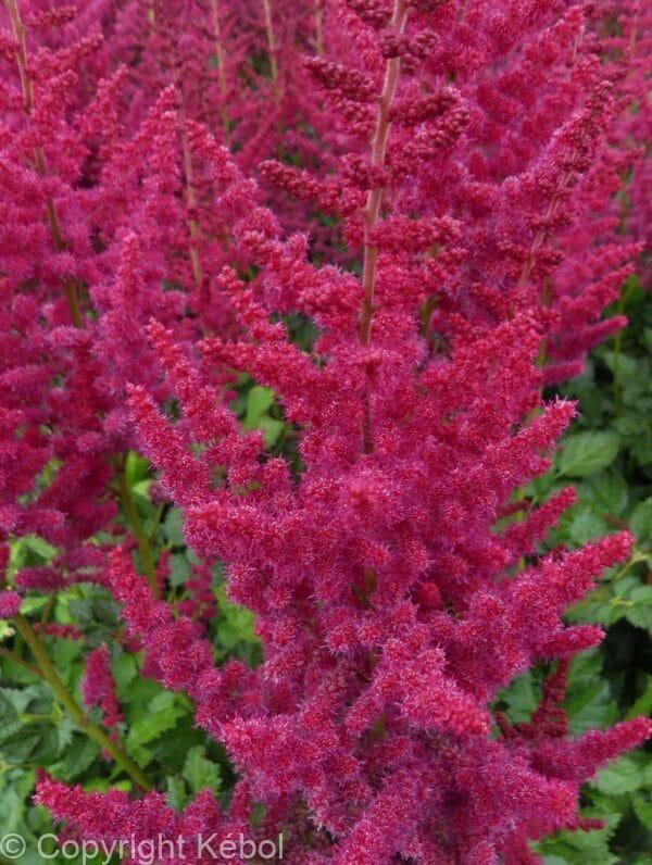 Astilbe Hot Pearls ® PBR