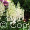 Astilbe Ivory Pearls