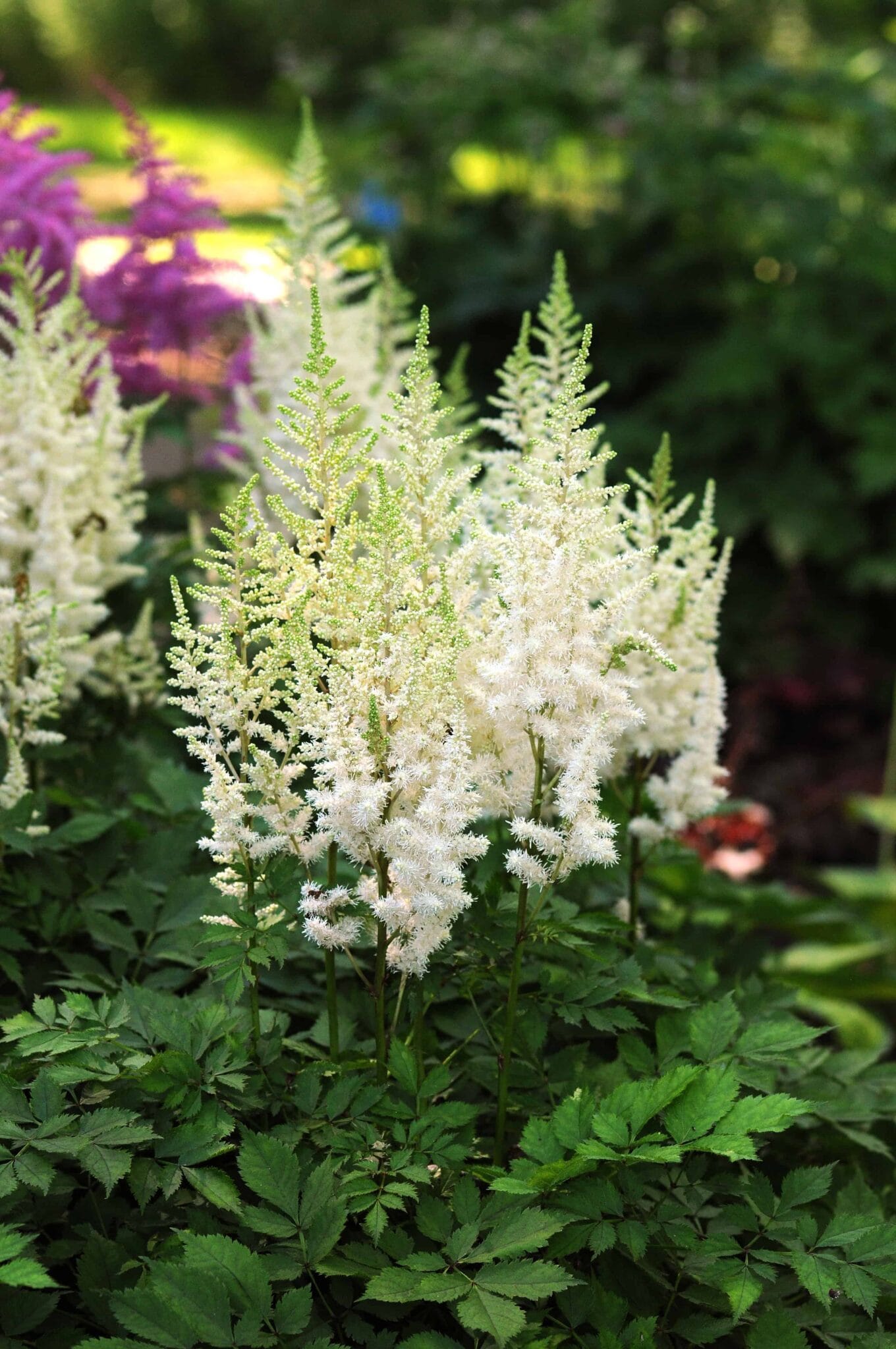Astilbe Ivory Pearls