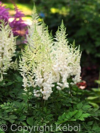 Astilbe Ivory Pearls - bag