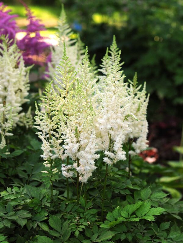 Astilbe Ivory Pearls