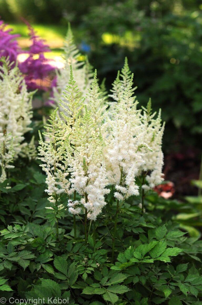 Astilbe Ivory Pearls