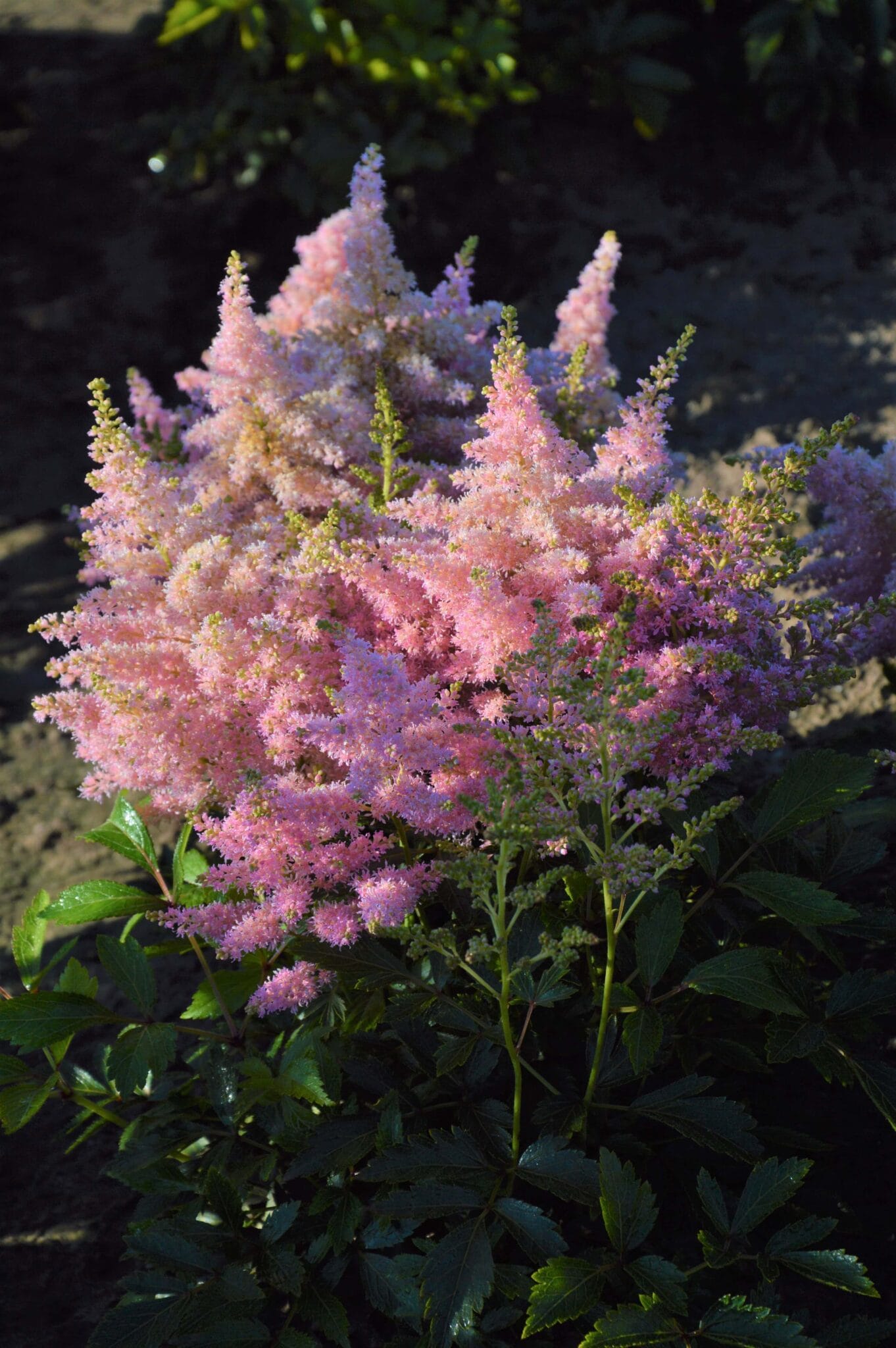Astilbe Lovely Day