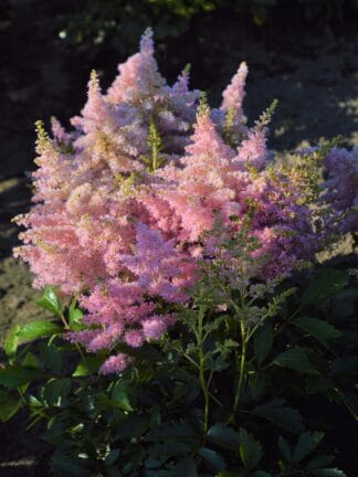 Astilbe Lovely Day - bag