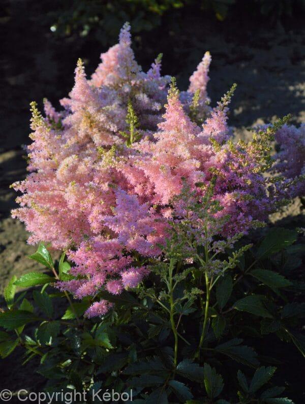 Astilbe Lovely Day