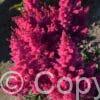 Astilbe Lucky Day