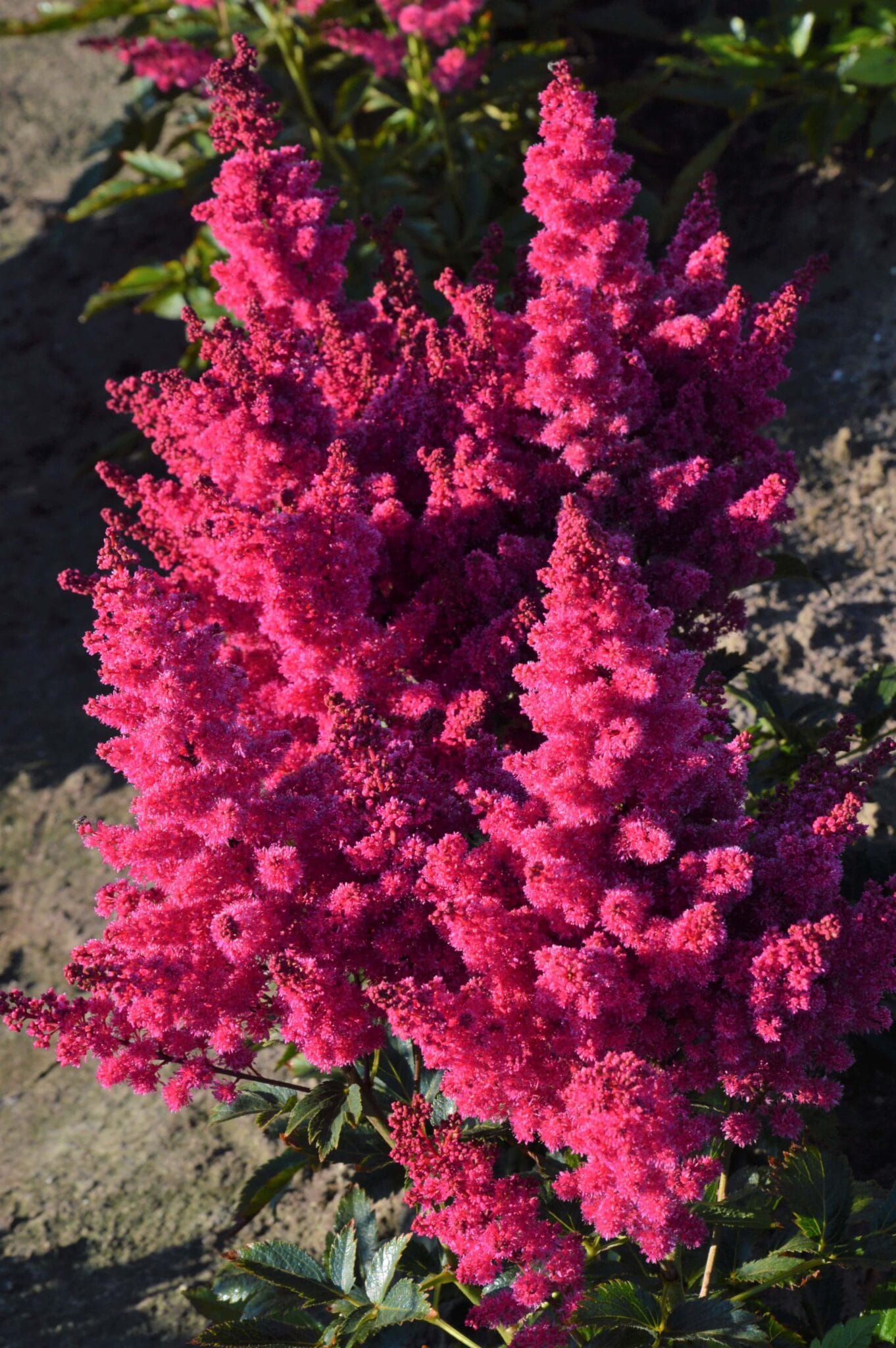 Astilbe Lucky Day