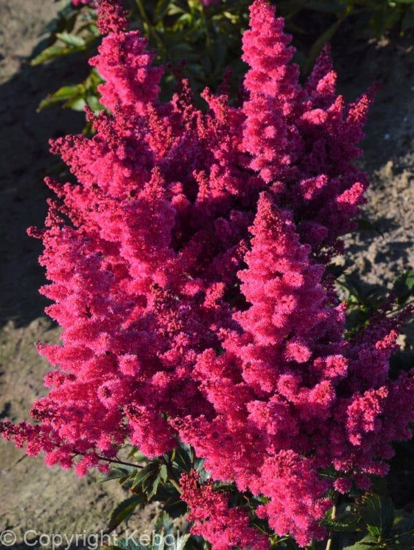 Astilbe Lucky Day