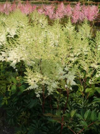 Astilbe Mighty Plonie - bag