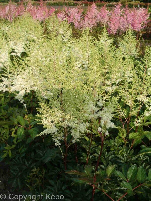 Astilbe Mighty Plonie