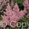 Astilbe New Wave