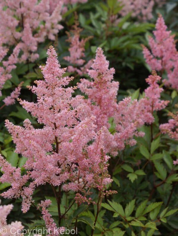 Astilbe New Wave