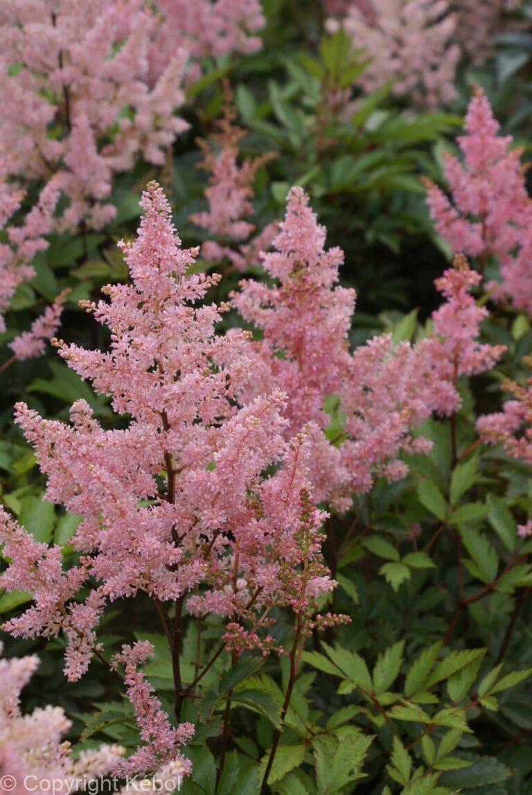 Astilbe New Wave