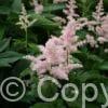 Astilbe Peach Blossom