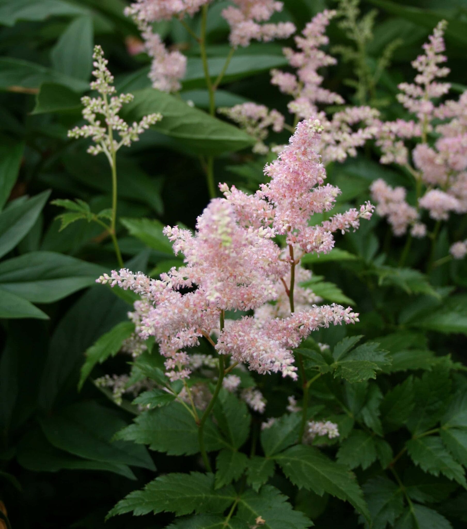 Astilbe Peach Blossom