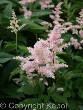 Astilbe Peach Blossom - bag