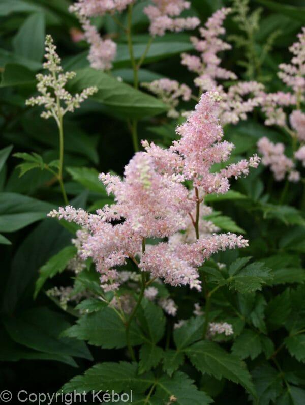 Astilbe Peach Blossom