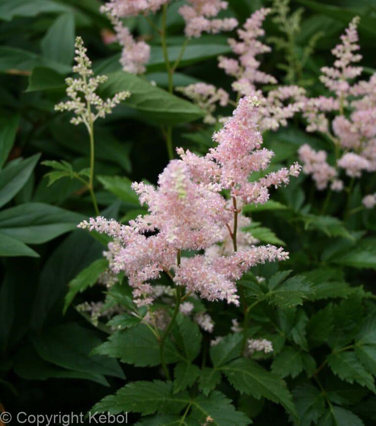 Astilbe Peach Blossom