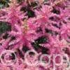 Astilbe Power Pop