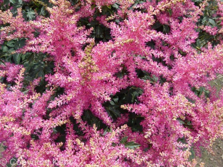 Astilbe Power Pop