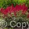 Astilbe Red Sentinel