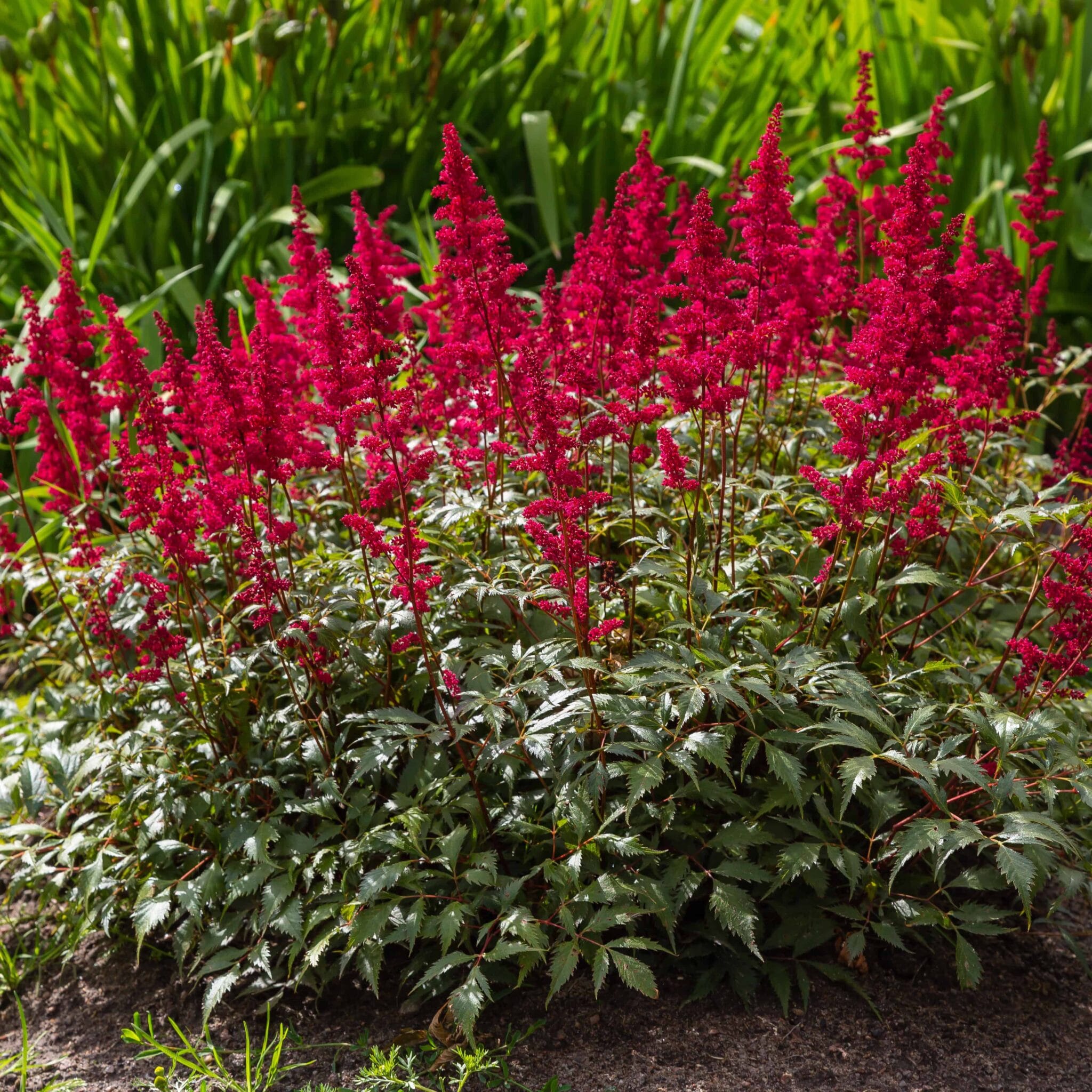 Astilbe Red Sentinel