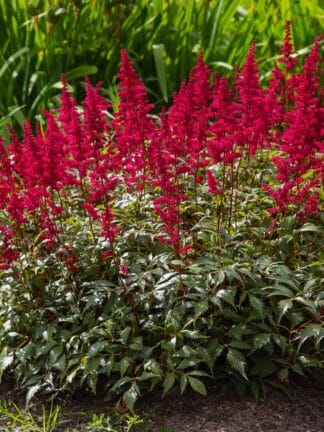 Astilbe Red Sentinel - case