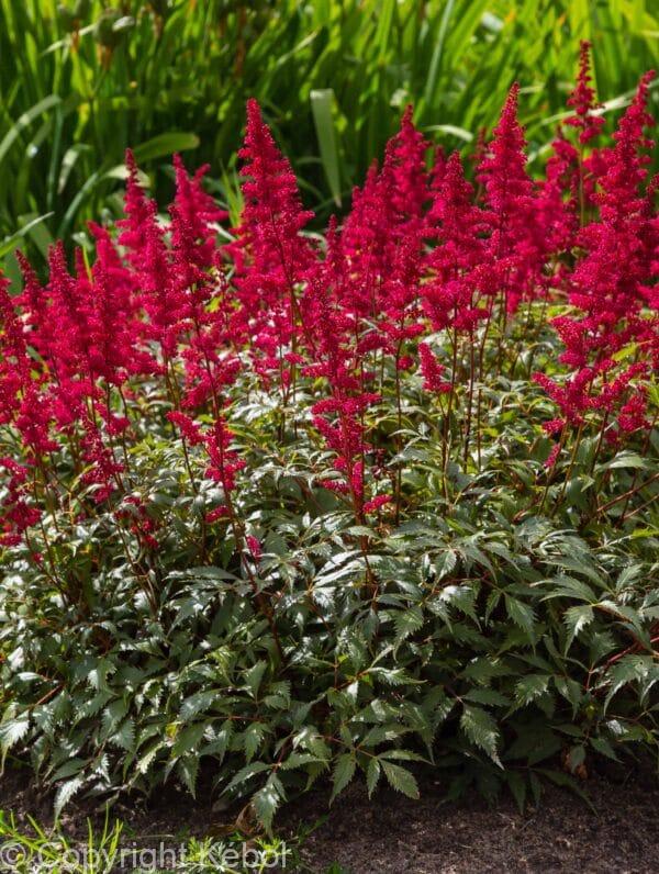 Astilbe Red Sentinel