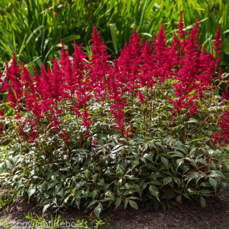 Astilbe Red Sentinel