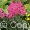 Astilbe Rhythm and Blues