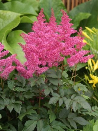 Astilbe Rhythm and Blues - case