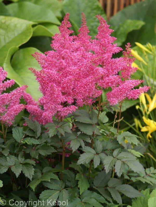 Astilbe Rhythm and Blues