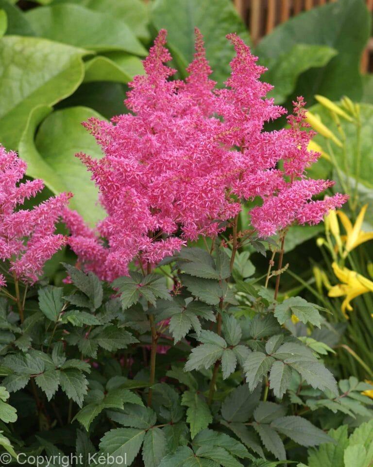 Astilbe Rhythm and Blues