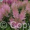 Astilbe Satin Pearls