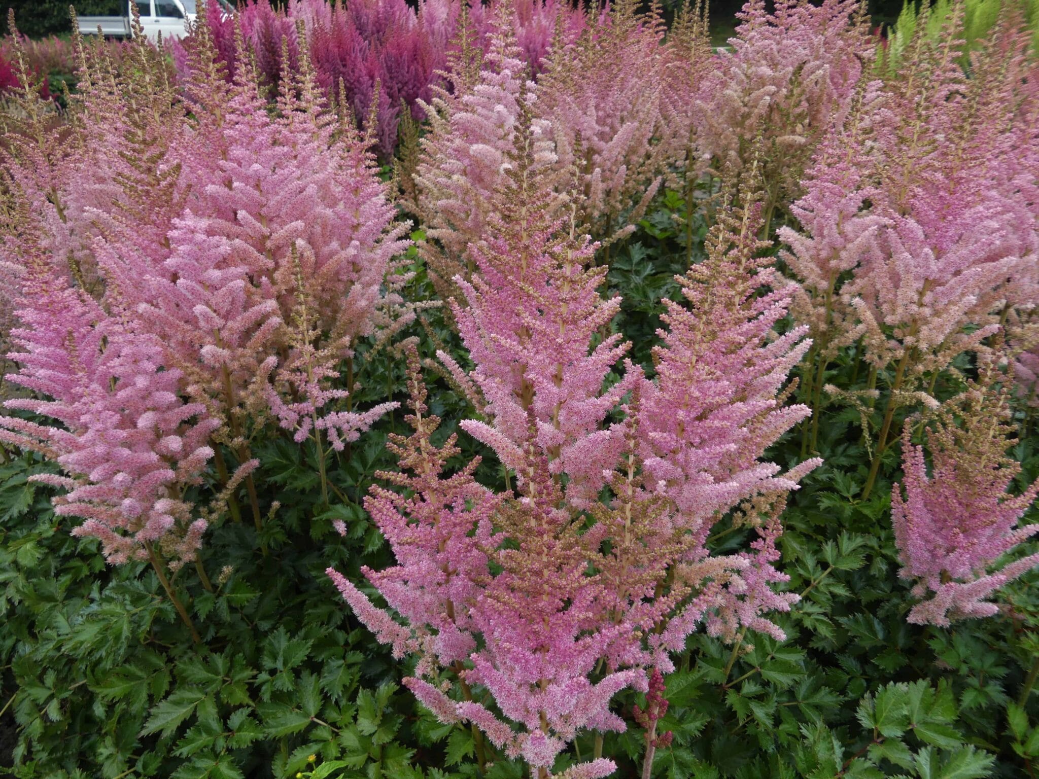 Astilbe Satin Pearls